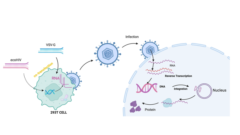 protease inhibitor test