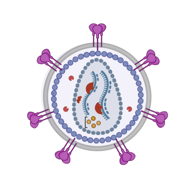 Structure and function of proteasomes and proteasome inhibitors - Difu ...